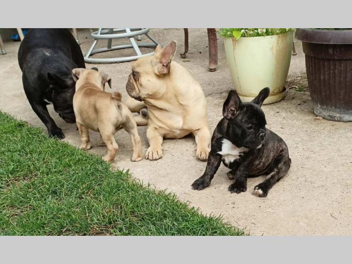 francuski buldog štenci besplatni mali oglasi