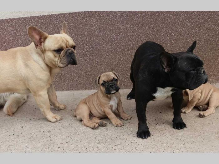 francuski buldog štenci besplatni mali oglasi