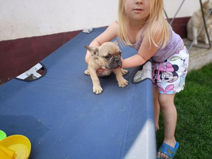 francuski buldog štenci besplatni mali oglasi