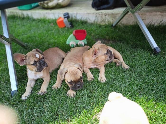 francuski buldog štenci besplatni mali oglasi