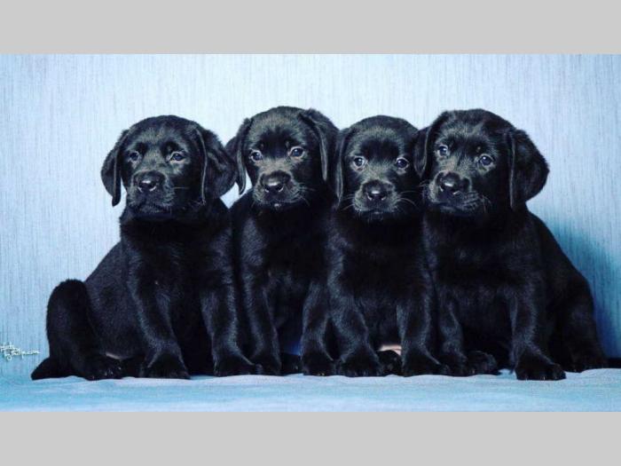 labrador retriver štenad vrhunskog kvaliteta besplatni mali oglasi