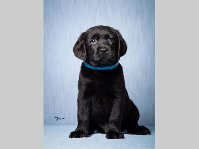 labrador retriver štenad vrhunskog kvaliteta besplatni mali oglasi