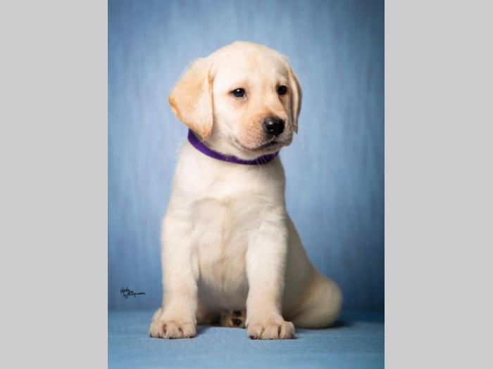 labrador retriver štenad vrhunskog kvaliteta besplatni mali oglasi