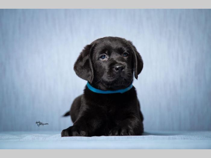labrador retriver štenad vrhunskog kvaliteta besplatni mali oglasi
