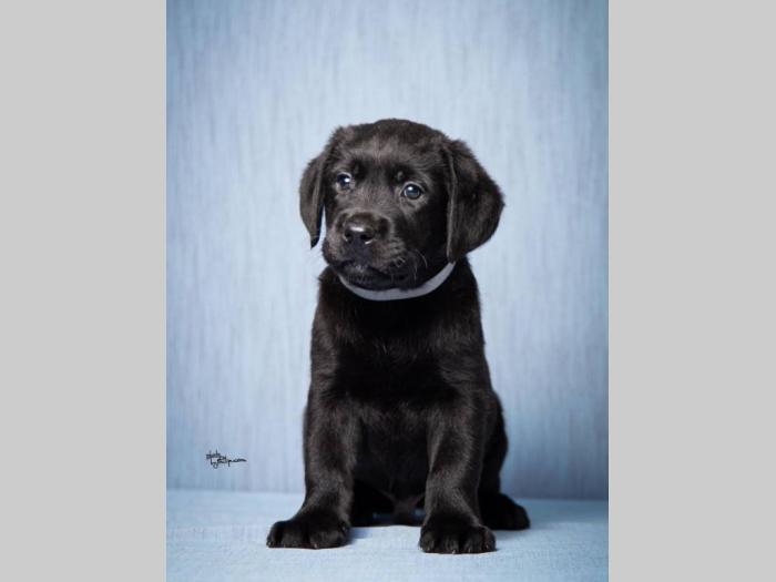 labrador retriver štenad vrhunskog kvaliteta besplatni mali oglasi