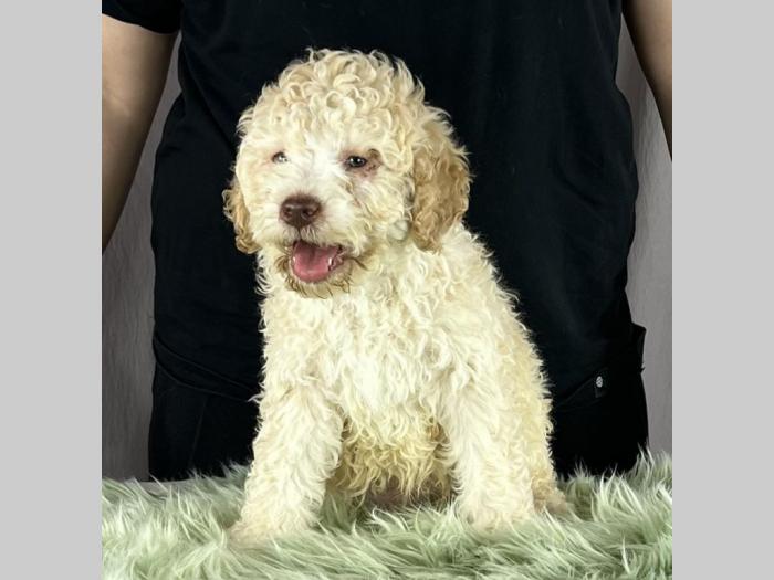 lagoto romagnolo prekepi štenci besplatni mali oglasi