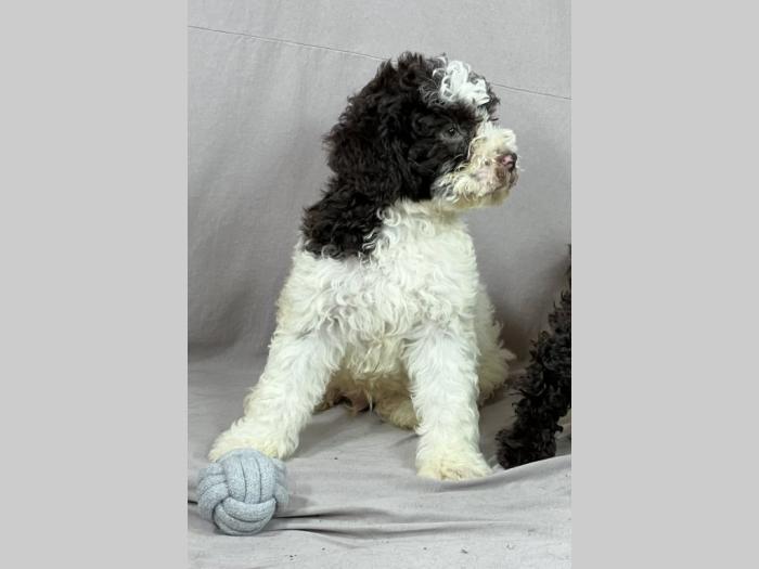 lagoto romagnolo prekepi štenci besplatni mali oglasi