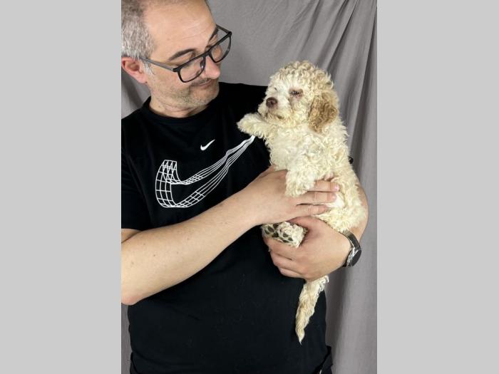 lagoto romagnolo prekepi štenci besplatni mali oglasi