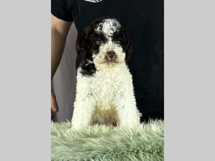 lagoto romagnolo prekepi štenci besplatni mali oglasi