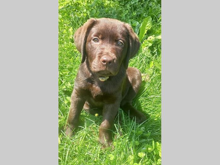 žensko štene labradora besplatni mali oglasi
