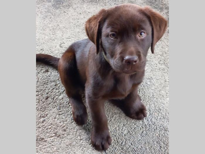 žensko štene labradora besplatni mali oglasi