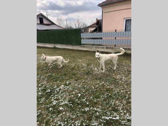 podajem štence belog svajcarskog ovčara besplatni mali oglasi
