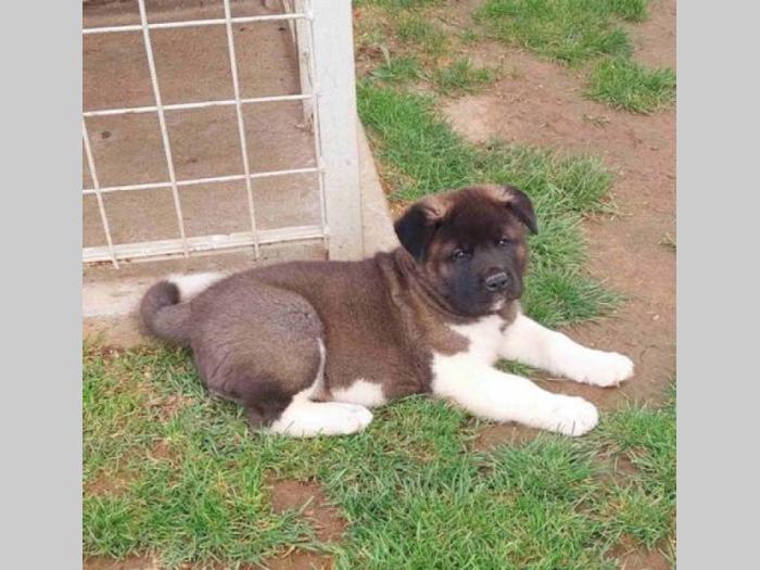 američka akita štenci besplatni mali oglasi