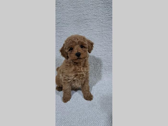 patuljasta pudla štenci besplatni mali oglasi