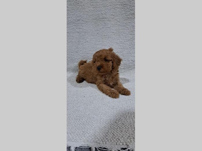 patuljasta pudla štenci besplatni mali oglasi