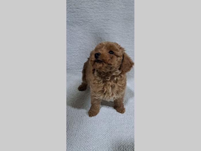 patuljasta pudla štenci besplatni mali oglasi