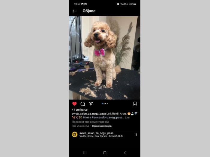 patuljasta pudla štenci besplatni mali oglasi