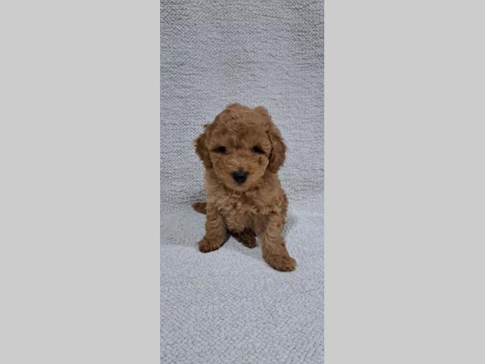 patuljasta pudla štenci besplatni mali oglasi