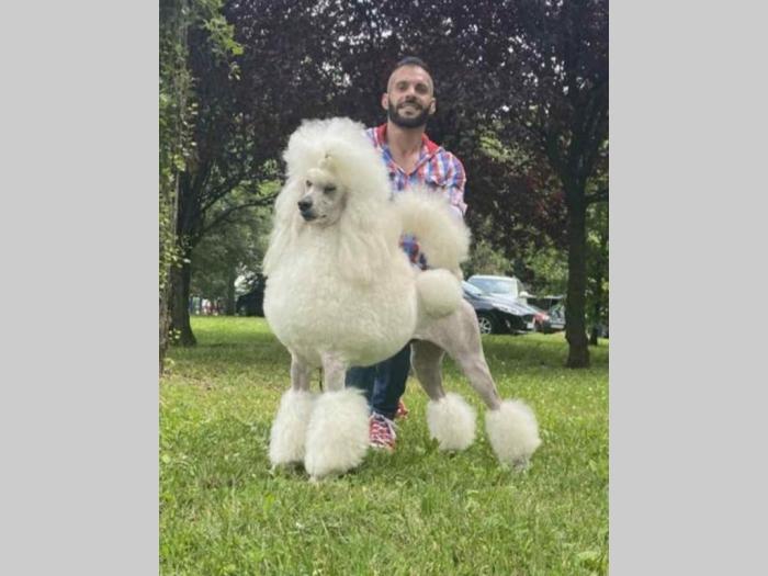 štenci standard pudle od roditelja šampionskog porekla besplatni mali oglasi
