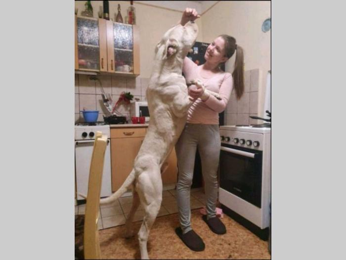dogo argentino štenci besplatni mali oglasi