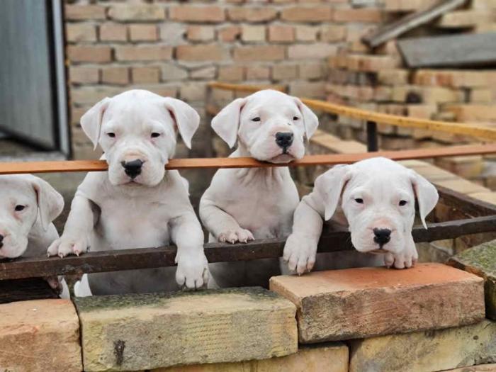 dogo argentino štenci besplatni mali oglasi