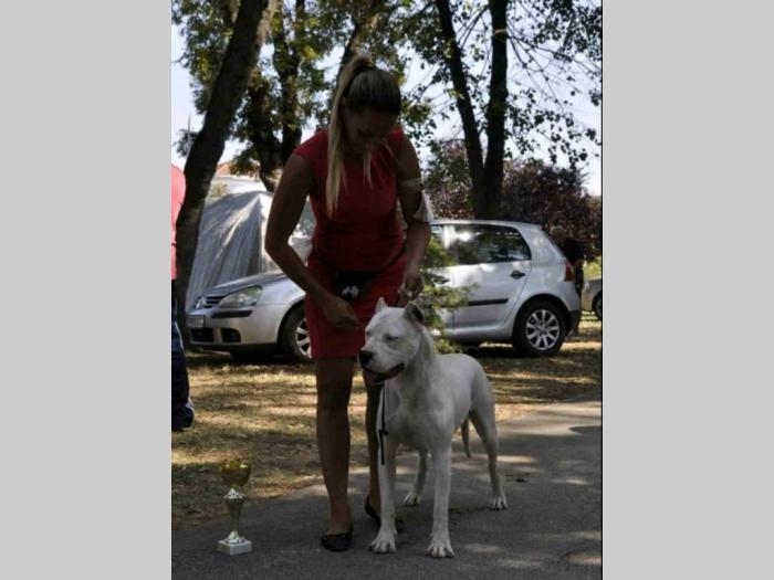 dogo argentino štenci besplatni mali oglasi
