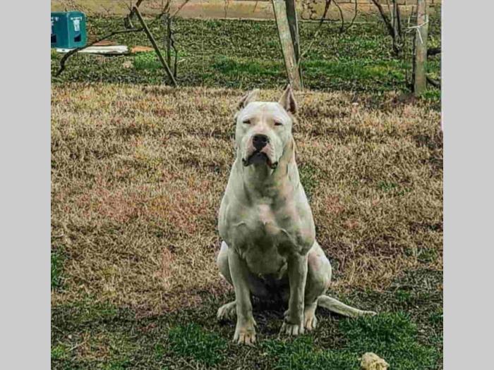 dogo argentino štenci besplatni mali oglasi