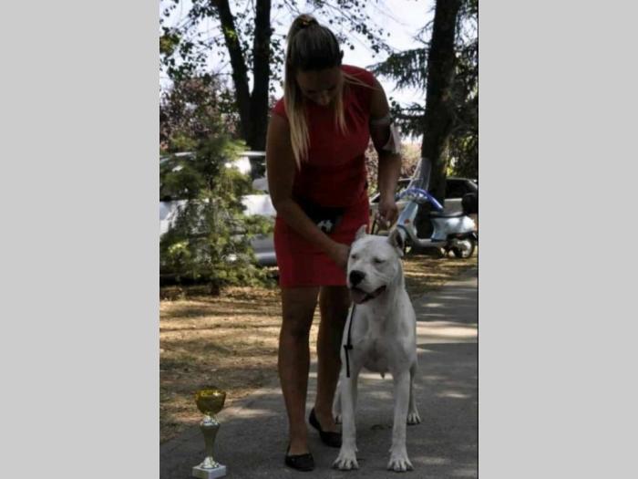 dogo argentino štenci besplatni mali oglasi