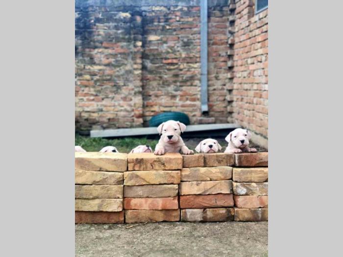 dogo argentino štenci besplatni mali oglasi