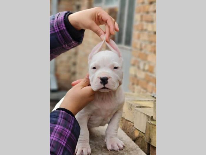 dogo argentino štenci besplatni mali oglasi