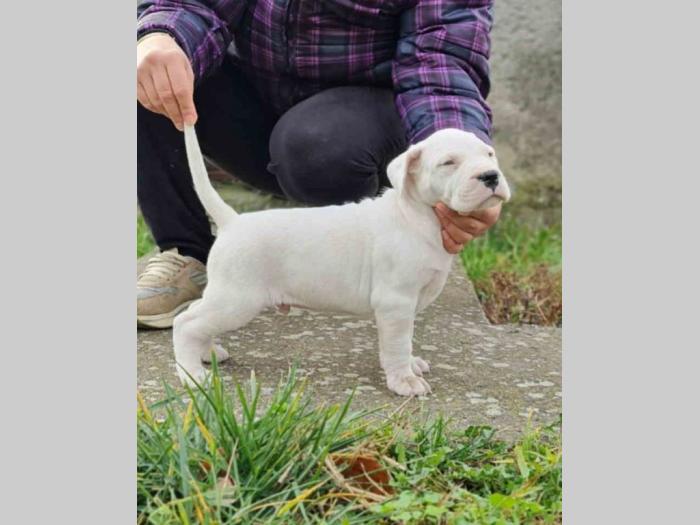 dogo argentino štenci besplatni mali oglasi