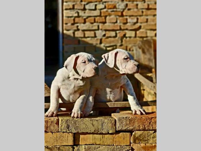 dogo argentino štenci besplatni mali oglasi