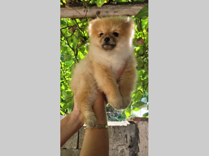 pomeranac boo štenci besplatni mali oglasi