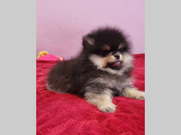 pomeranac boo štenci besplatni mali oglasi