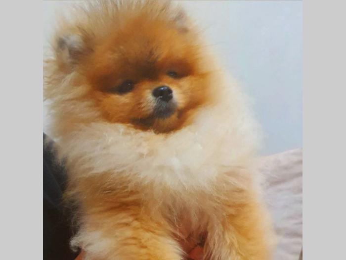 pomeranac boo štenci besplatni mali oglasi