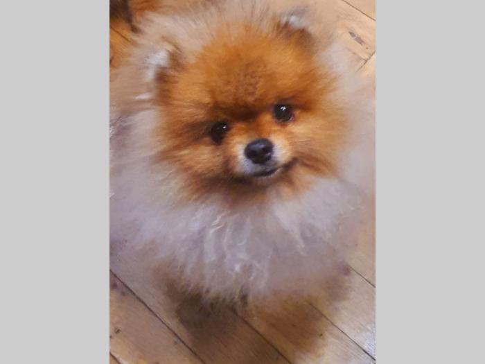 pomeranac boo štenci besplatni mali oglasi