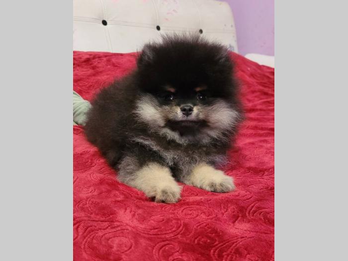 pomeranac boo štenci besplatni mali oglasi