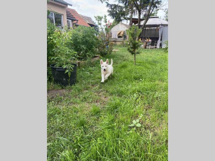 beli švajcarski ovčar štene besplatni mali oglasi