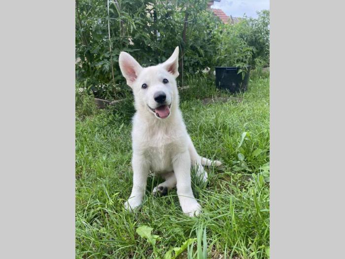 beli švajcarski ovčar štene besplatni mali oglasi