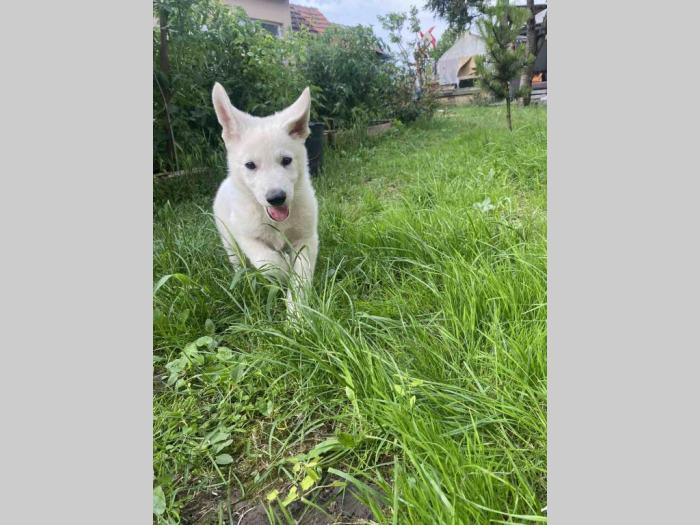 beli švajcarski ovčar štene besplatni mali oglasi