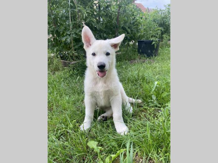 beli švajcarski ovčar štene besplatni mali oglasi