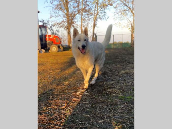 beli švajcarski ovčar štene besplatni mali oglasi