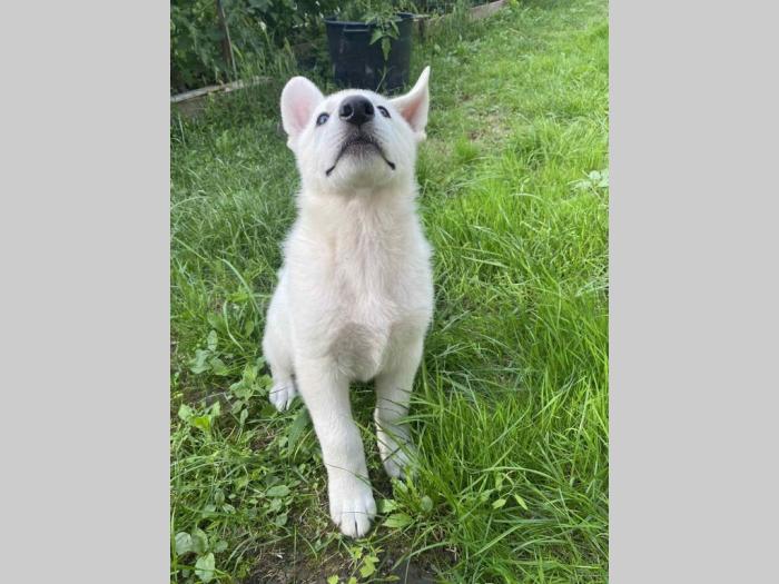 beli švajcarski ovčar štene besplatni mali oglasi