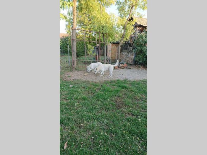 beli švajcarski ovčar štene besplatni mali oglasi