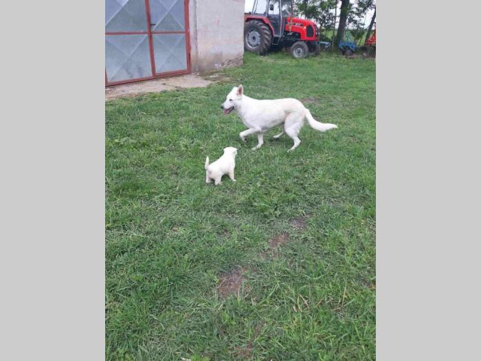 beli švajcarski ovčar štene besplatni mali oglasi