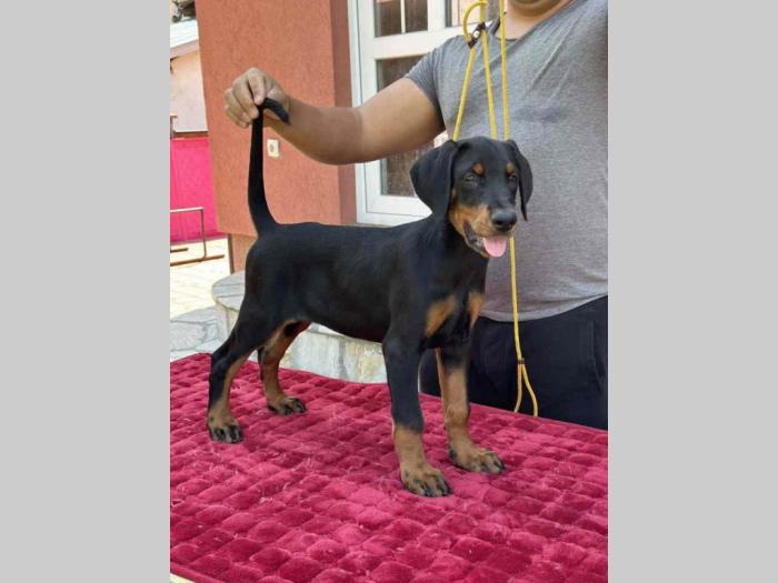 vrhunsko leglo dobermana staro 2 meseca besplatni mali oglasi