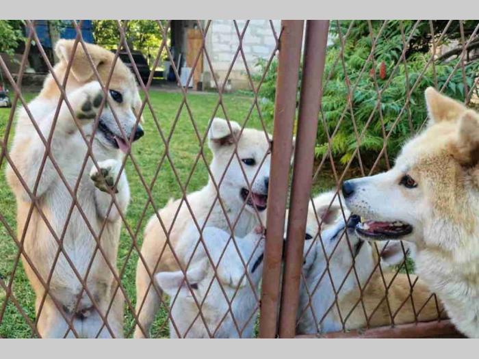 japanska akita štenci na prodaju besplatni mali oglasi