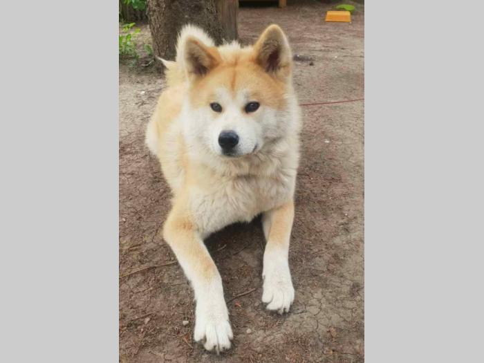 japanska akita štenci na prodaju besplatni mali oglasi