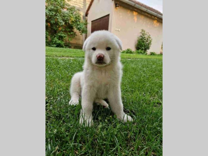 japanska akita štenci na prodaju besplatni mali oglasi