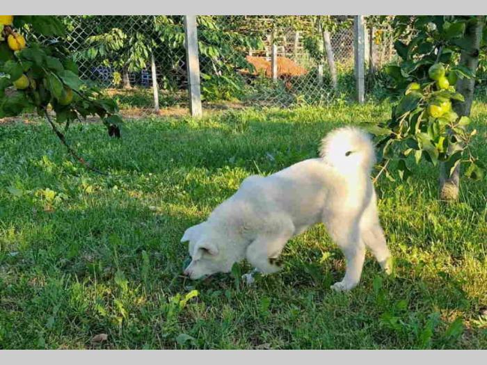 japanska akita štenci na prodaju besplatni mali oglasi